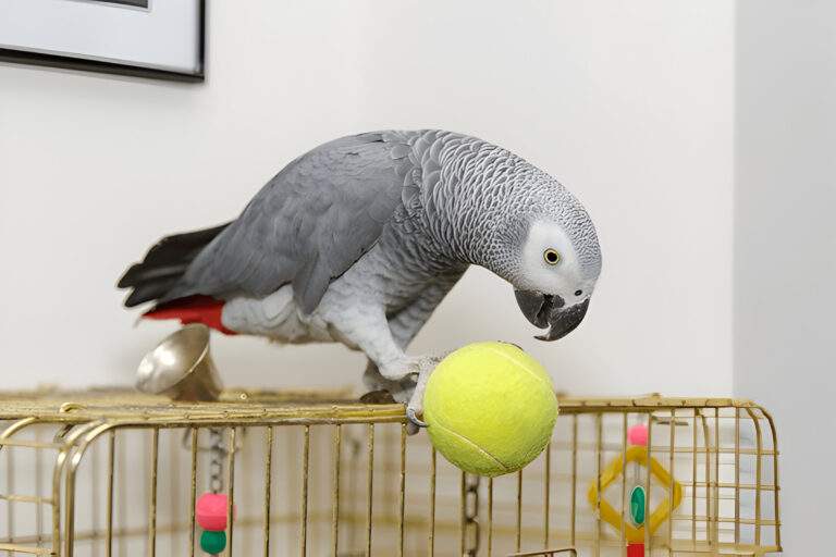 African grey parrot