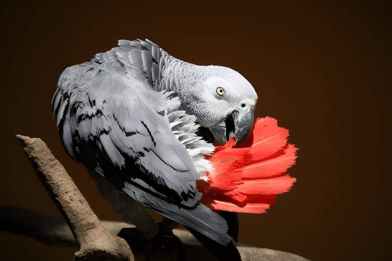 African grey parrot