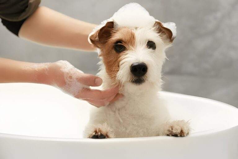 dog bath