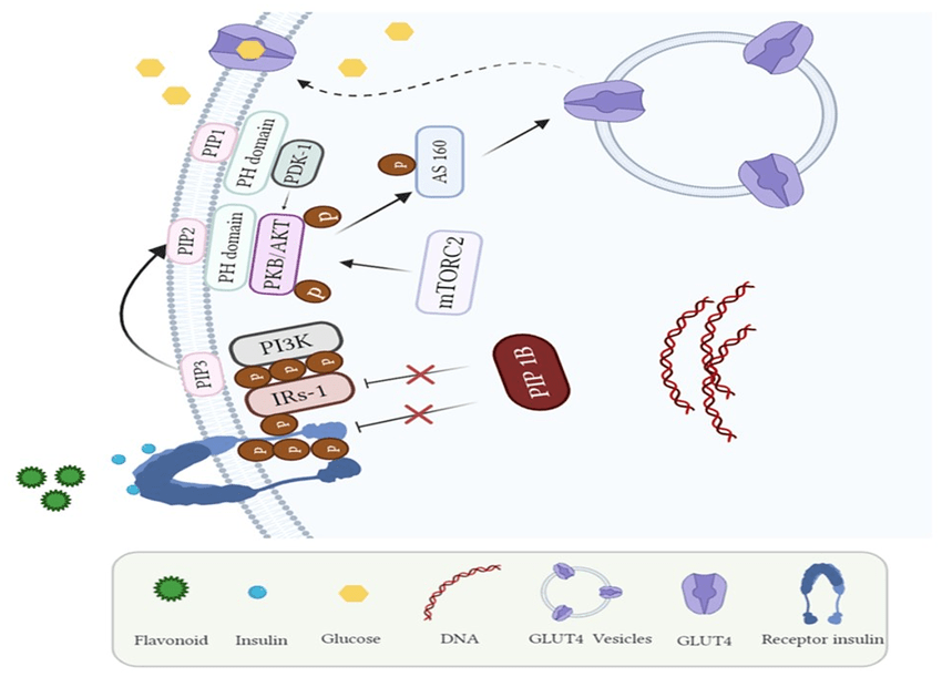 PTP1B in Hepatocellular Carcinoma